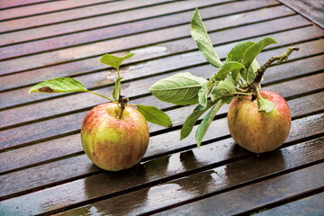 zwei äpfel aus eigener ernte auf einem holztisch