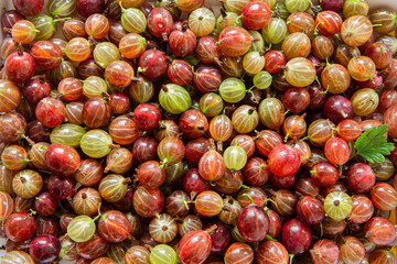 Gooseberry Harvest, a crop of ripe gooseberries. Berries of red gooseberry close-up. Fresh gooseberries us background.