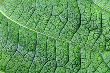 Texture of green burdock leaf. Natural background. macro photography.