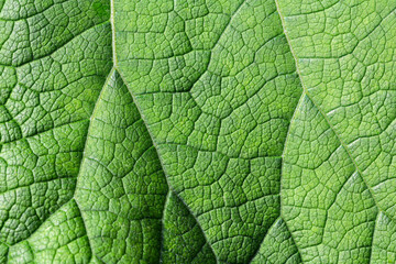 Obraz premium Texture of green burdock leaf. Natural background. macro photography.