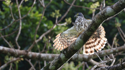 Sulawesi goshawk (Accipiter griseiceps), endemic bird of Indonesia