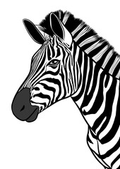 Fototapeta na wymiar Zebra head realistic Illustration isolated on transparent background