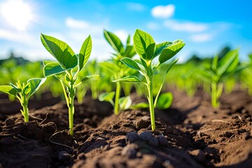 Sunflower Shoots Growing in Rows in Green Field Under Blue Sky with White Clouds. Beautiful Young Sunflower Shoots of Agronomy Agriculture: Generative AI