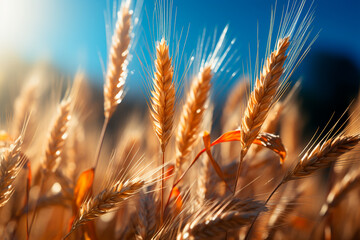 wheat field on sunset