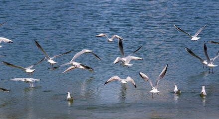 Seagulls fly on the seashore