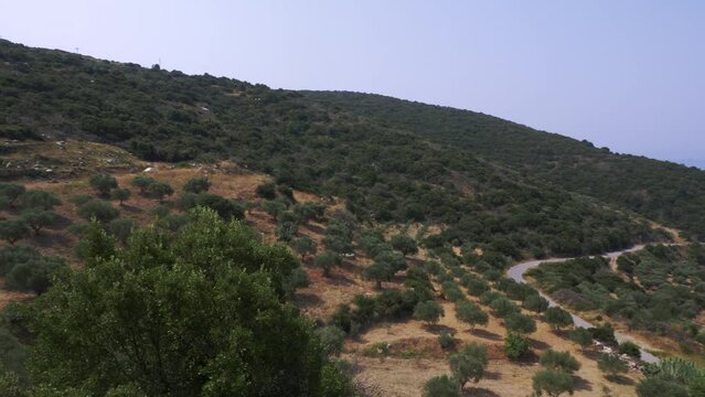 View of olive field in mountain countryside in Messinia, Greece.