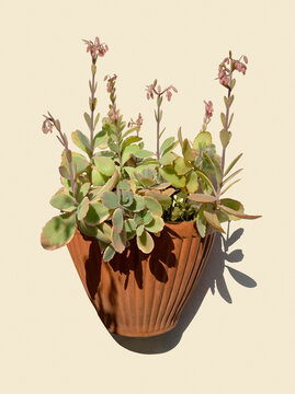 Succulent flowering ornamental plant in half planter against wall, isolated on light background. Cotyledon orbiculata, pig's ear, round-leafed navel-wort.