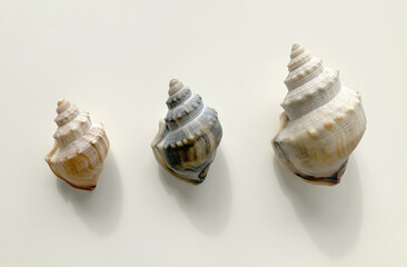 Three shells isolated on light background. Ostrich Foot Conch Seashell, Family Struthiolariidae, Takai (Maori name), found in New Zealand, Australia, South America and Antarctica in shallow waters.
