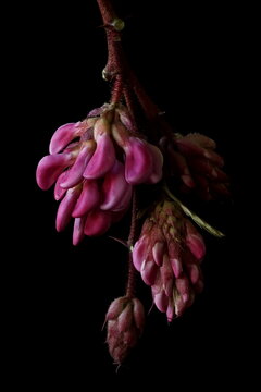 Medicinal plants - pink acacia, bristly locust or rose-acacia; Robinia hispida