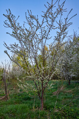 Moscow. Bitsevsky forest. Cherry blossom with moon