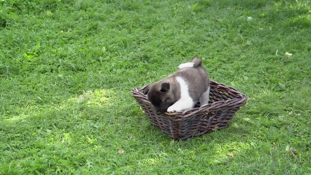 American Akita black puppies, one month old. A small black pet sits in a basket on the grass in the garden on a summer sunny day.. High quality 4k footage