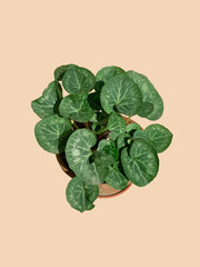 Cyclamen Persicum, Persian Cyclamen, Violeta de los Alpes, herbaceous perennial plant in planter. Isolated on plain background.