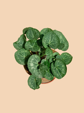 Cyclamen Persicum, Persian Cyclamen, Violeta de los Alpes, herbaceous perennial plant in planter. Isolated on plain background.
