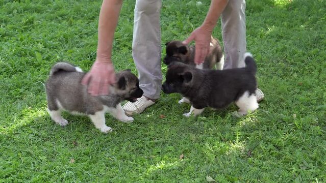 American Akita black puppies, one month old. Little funny puppies play on the grass in the garden on a sunny summer day against the background of a man's legs. High quality 4k footage