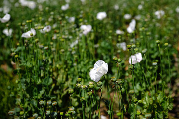 Campo de amapolas blancas, de las que se extrae opio, tambien conocidas como opio salvaje