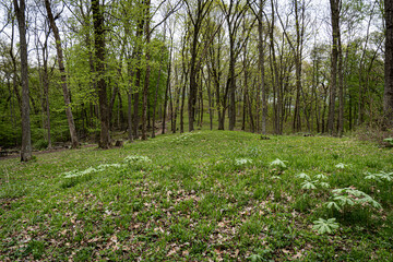 Effigy Mounds National Monument and the Fire Point Mounds. Site preserves prehistoric mounds built by pre-Columbian Mound Builder cultures. Conical mounds from line. 