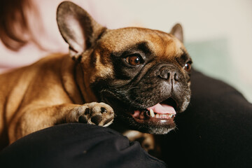 Excited french bulldog in owners lap