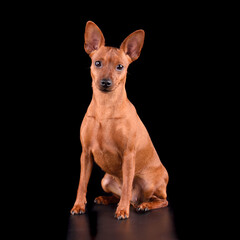 Studio shot of Miniature Pinscher