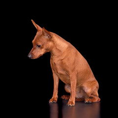 Sniffing Miniature Pinscher