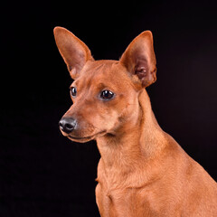 Headshot portrait of Miniature Pinscher