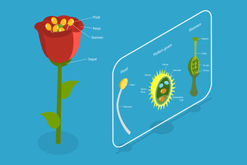 3D Isometric Flat Vector Conceptual Illustration of Flower Anatomy, Plants Reproductive System - obrazy, fototapety, plakaty