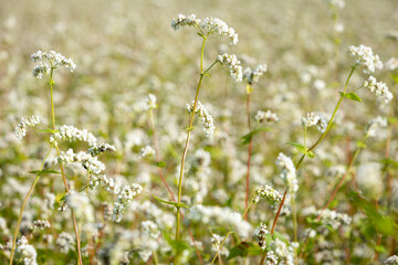 A field of blooming buckwheat on a summer sunny day