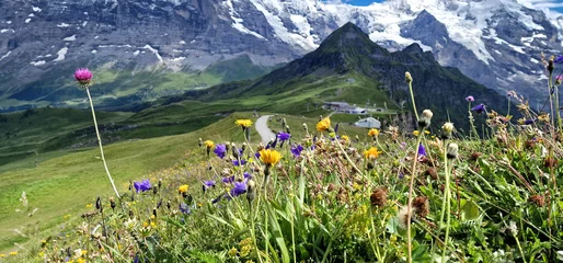 Gordijnen Swiss nature scenery. Scenic snowy Alps mountains and wild floral meadows. Beauty in nature. Switzerland landscape. View of Mannlichen mountain © Freesurf