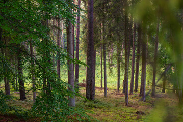 Fototapety na wymiar - Fototapeta24.pl