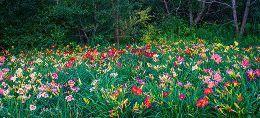 field of many colors and  varieties of Daylilies in a summer garden
