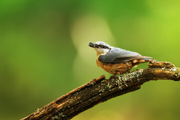 Eurasian nuthatch, (Sitta europaea) holds a grain in its beak