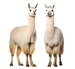 Foto op Canvas set of white llama couple on isolated background © FP Creative Stock