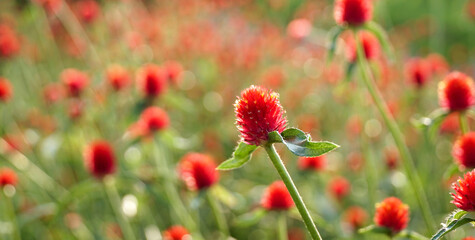 Lots of beautiful  red globe amaranths flower (Gomphrena Martiana) with blur background in the natural  forest park. Inspirational Motivational with  red  flowers. Sunday Quote.