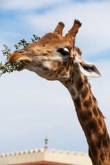 Portrait of a beautiful giraffe eating leaves from a branch on a clear sky background.
