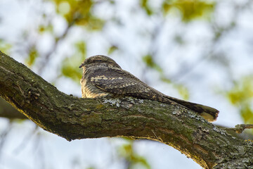 The European nightjar (Caprimulgus europaeus), common goatsucker is a crepuscular and nocturnal bird in natural habitat