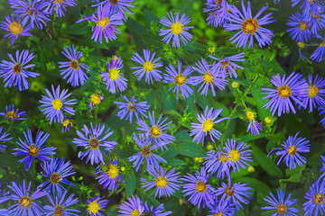 Closeup of purple Michaelmas daisy flowers, Aster amellus Rudolf goethe, in a garden.