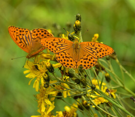 Obraz premium The silver-washed fritillary butterfly is deep orange with black spots on the upperside of its wings