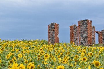 The common sunflower (Helianthus annuus) meadow with brick ruins.
