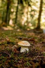 White mushrooms in the woods, on a background of leaves, bright sunlight. Boletus. Mushroom