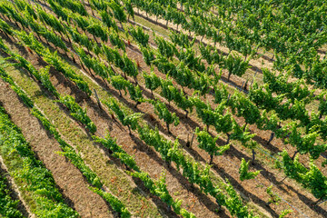 Aerial view of vineyards fields structure by Mittelwihr in Summer - commune in the Haut-Rhin department, Grand Est in north-eastern France