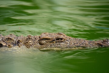 Crocodile in close-up in the water. Crocodile farm. Tourist attractions on in Africa. A powerful predator with big teeth.