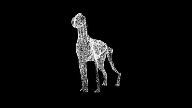 3D dog anatomy rotates on black background. Dog skeleton animal medical anatomy. For title, text, presentation. 3d animation 60 FPS