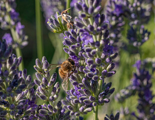 Graceful bee savoring lavender's nectar in radiant sunlight