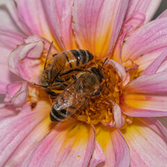 Insect wonderland: common bee exploring pink dahlia's charm