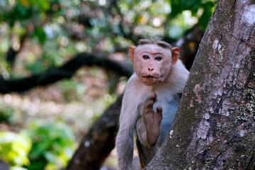 bonnet macaque monkey (Macaca radiata), also known as zati, is a species of macaque endemic to southern India. in close up