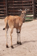 Baby antelope walks in nature.