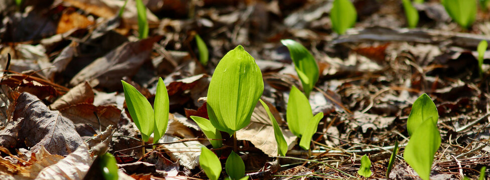 Canada mayflower in the spring sunshine Jenningsville Pennsylvania