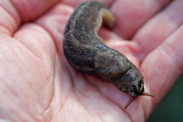 tiger snail (limax maximus) large snail  sliming on my hand plate