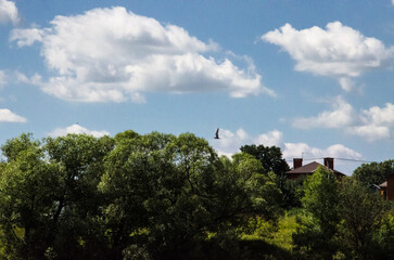 Summer landscape with blue sky and white clouds, trees and a bird