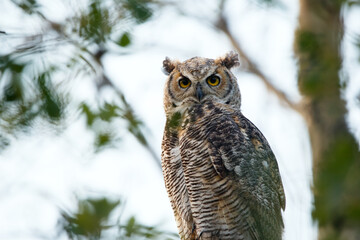 Juvenile Great-horned owl is perched on a tree among foliage.