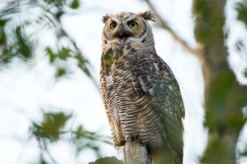 Juvenile Great-horned owl is perched on a tree among foliage.